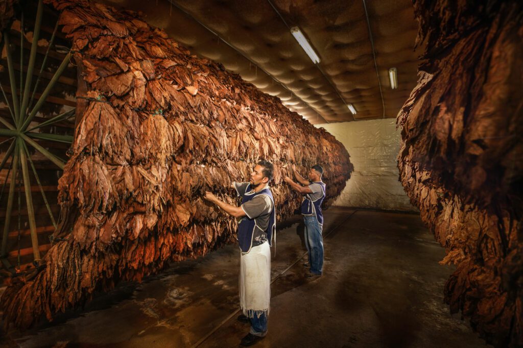 perdomo cigars