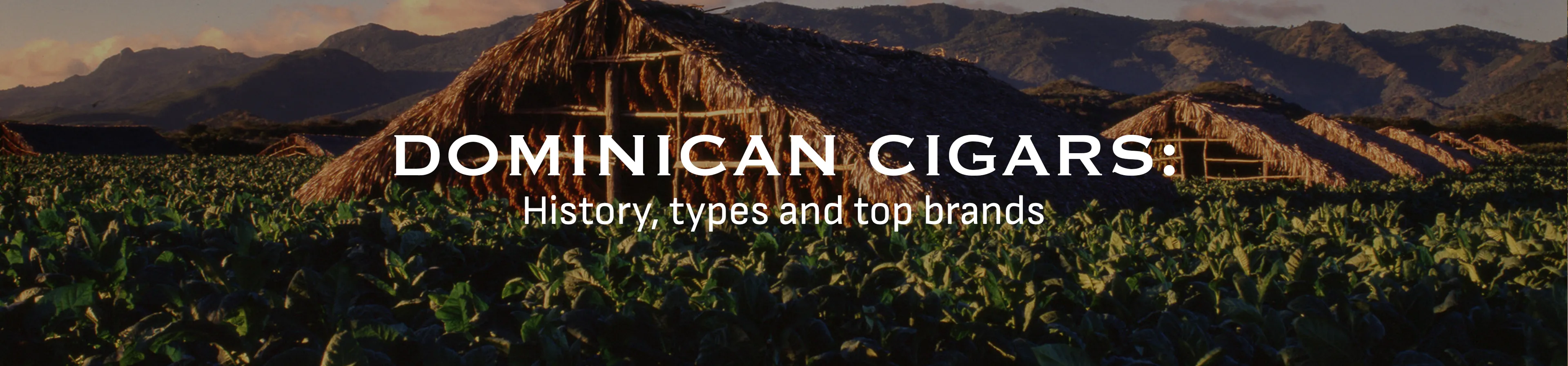 Dominican Cigars: the ultimate guide to history, types, and top brands