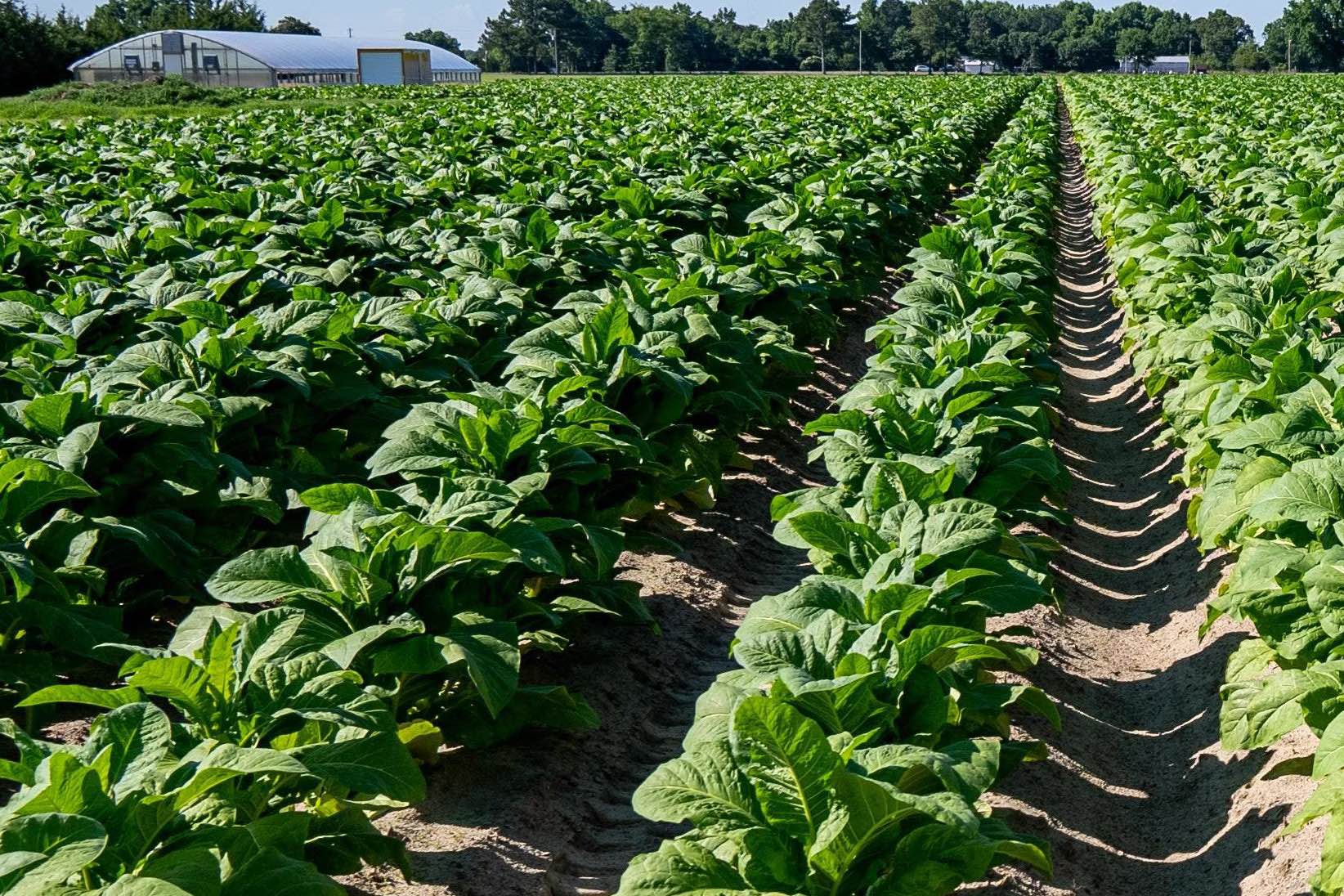 Seed to cigar Earth Day