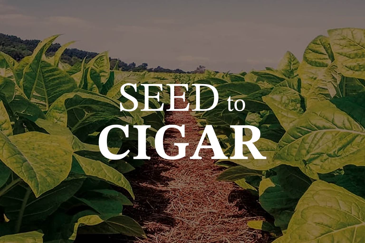 eco tobacco Best Eco-Friendly Cigars & Sustainable Blends for Earth Day